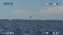 DAUPHINS SPINNER, FREGATES