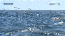 DAUPHINS SPINNER, FREGATES