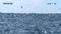 DAUPHINS SPINNER, FREGATES