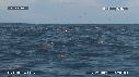 DAUPHINS SPINNER