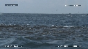 DAUPHINS SPINNER