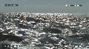 DAUPHINS SPINNER