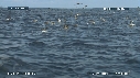 DAUPHINS SPINNER, OISEAUX