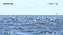 DAUPHINS SPINNER