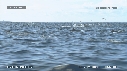 DAUPHINS SPINNER