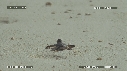 BEBES TORTUES VERTES, FREGATES