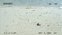 BEBES TORTUES VERTES, FREGATES