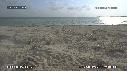 BEBES TORTUES VERTES, FREGATES
