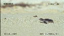 BEBES TORTUES