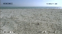 BEBES TORTUES, FREGATES