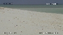 FREGATES, BEBE TORTUES