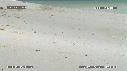FREGATES, BEBE TORTUES