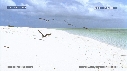 FREGATES, BEBE TORTUES