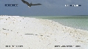FREGATES, BEBE TORTUES