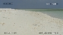 FREGATES, BEBE TORTUES