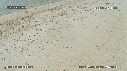 FREGATES, BEBE TORTUES
