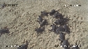 BEBES TORTUES