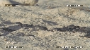 FREGATES, BEBE TORTUES
