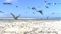 FREGATES, BEBE TORTUES