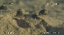 BEBES TORTUES