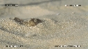 BEBES TORTUES