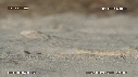 BEBES TORTUES