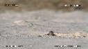 BEBES TORTUES