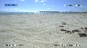 BEBES TORTUES, FREGATES