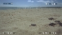 BEBES TORTUES, FREGATES