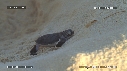 BEBES TORTUES