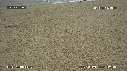 FREGATES, BEBE TORTUES