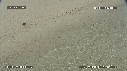 BEBES TORTUES, FREGATES