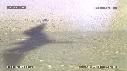 BEBES TORTUES, FREGATES