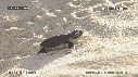BEBES TORTUES
