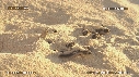 BEBES TORTUES