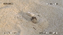 BEBES TORTUES