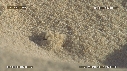 BEBES TORTUES