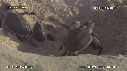 BEBES TORTUES
