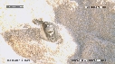 BEBES TORTUES, FREGATES