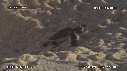 BEBES TORTUES, FREGATES