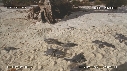 BEBES TORTUES, FREGATES