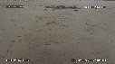BEBES TORTUES, FREGATES