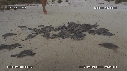 BEBES TORTUES, FREGATES