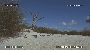 FREGATES, BEBE TORTUES
