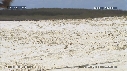 FREGATES, BEBE TORTUES