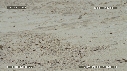 FREGATES, BEBE TORTUES