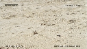 FREGATES, BEBE TORTUES