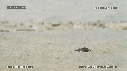 FREGATES, BEBE TORTUES