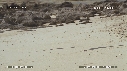 FREGATES, BEBE TORTUES