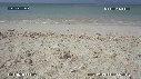 BEBES TORTUES, FREGATES